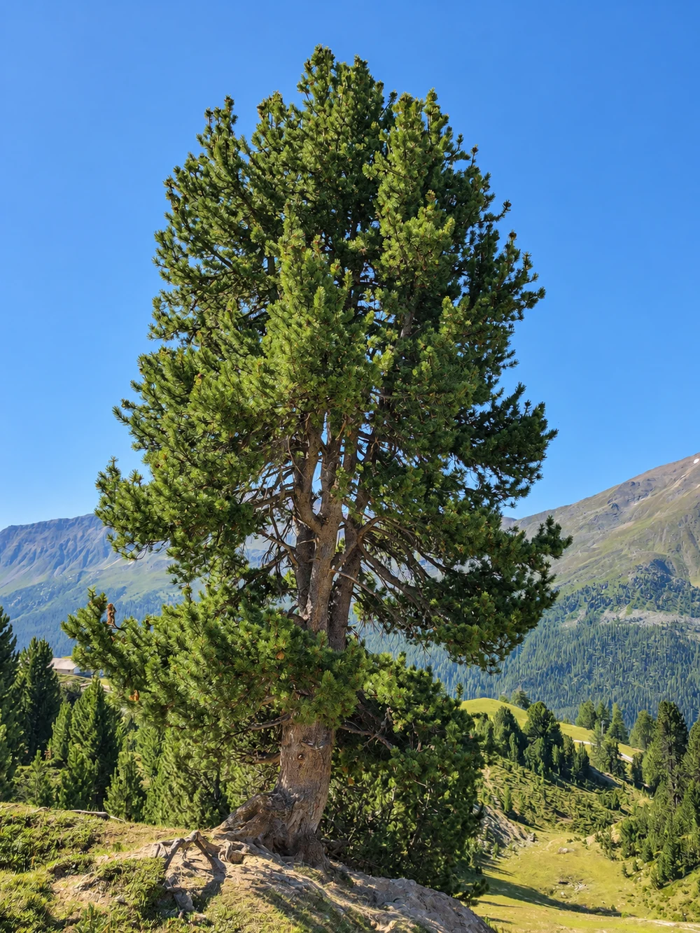 Eine kräftige Arve vor der Berglandschaft